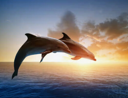 Aqua-Tantra ®-« le chant des profondeurs, lenteur et suspension » – du 3 au 6 décembre 2026